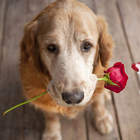 "Per San Valentino regalati un amore", la campagna dell'Associazione amici del cane
