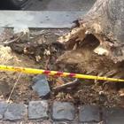 Roma, cade un albero: danneggiate alcune auto