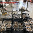 Cozze alla diossina con false etichette: sequestro e denunce a Taranto Cozze alla diossina con false etichette: sequestro e denunce a Taranto