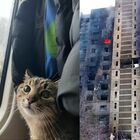 Stepan, il gatto da 1 milione di follower in fuga dalle bombe