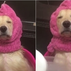 La serenità di questo cane... sotto la doccia: il video è virale
