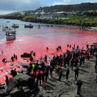 Isole Faroe, la mattanza delle balene tinge il mare di rosso