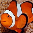 «Nemo a rischio estinzione, potrebbe scomparire dagli oceani per colpa dei cambiamenti climatici»