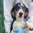 Cane salvò la vita al padrone colpito da un ictus: Bobby ora è in canile