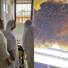 Scoperte 70 mila api nell’intercapedine di un convento a Roma. L’etologo: «Sono pericolose, niente azioni fai da te»