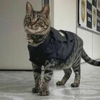 La polizia “assume” il gatto Paulinho: distribuisce affetto e alleggerisce la routine