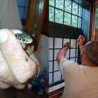 Serpente a Roma, panico in un'abitazione a La Storta: un biacco "intrappolato" per due giorni tra la finestra e la zanzariera