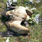 Lupi e grifoni avvelenati nel parco d'Abruzzo, trovati morti anche i piccoli dei rapaci