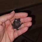 Ostia, sorpresa in casa: trovato un (baby) pipistrello nel balcone. L’esperto: «Non spaventateli, potrebbero mordere»