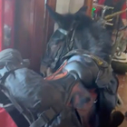 Entra con un mulo al ristorante, la denuncia dell'associazione animalista: «Stramazzato al suolo, che sofferenza» VIDEO