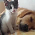 Ecco che succede quando un gattino dispettoso disturba il riposo di un cane