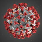 Coronavirus, dalla "A" di antivirali alla Z di "Zibetto": l'alfabeto del virus