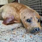 Freddie, la foca "star" del Tamigi uccisa da un cane