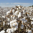 «Zara e H&M, cotone sostenibile? No, è frutto della deforestazione illegale in Brasile»: la denuncia dell'ong inglese