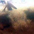 Scozia, il falco pescatore si tuffa a una velocità straordinaria per catturare una trota