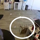 Cervo distrugge una vetrina e irrompe in un centro di bellezza