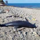 Brindisi, sulla spiaggia un delfino senza vita