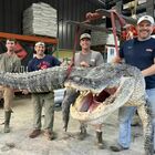 Catturato coccodrillo da record, oltre 4 metri e 363 chili: «Avevamo l'adrenalina alle stelle»