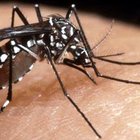 Interventi al via contro le zanzare ma con cinque mesi di ritardo