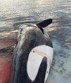 Groenlandia, 4 orche uccise a fucilate. Le associazioni: «La carne venduta sui social»