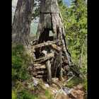 L'albero secolare e segreto delle Dolomiti: è il pino-garitta, l'ultima conifera camuffata della Grande Guerra Foto