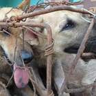 Cina, il Covid non ferma il Festival di Yulin. Le associazioni: «Verranno trucidati migliaia di cani e gatti»