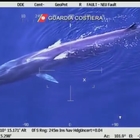 Balena di 20 metri all'Isola d'Elba: l'emozionante video della guardia costiera