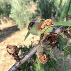 Pappagalli distruggono la coltivazioni in Puglia: l'allarme della Cia
