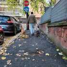 Roma, incubo escrementi canini al Fleming: ecco la mappa delle strade più sporche, il piano del Municipio