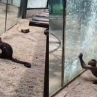 Scimmia tenta di evadere dallo zoo spaccando il vetro: le immagini fanno il giro del mondo