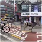 Zebra fugge dallo zoo e corre in mezzo al traffico a Seul: il video virale sui social
