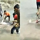 Giovane e raro delfino del Gange bastonato a morte da un gruppo di ragazzi. Video