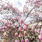 Previsioni meteo: «La primavera arriva in anticipo, ma attenti agli sbalzi termici». Ecco quando cade l'equinozio