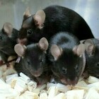 Cina, topi maschi che partoriscono: l'esperimento choc "alla Frankenstein" denunciato dalle ong animaliste