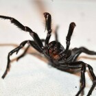 Megaspider, l'incubo del mega ragno che può perforare un'unghia umana