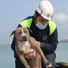 Fiumicino, cucciolo di pitbull rischia di affogare in mare: salvato dalla Protezione civile