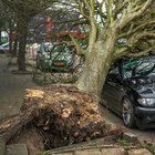 Nord Europa paralizzato dalla tempesta Ciara: allagamenti e alberi caduti