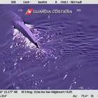 Balena di 20 metri all'Isola d'Elba: l'emozionante video della guardia costiera
