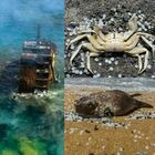 Sri Lanka, nave dei veleni affonda: strage di pesci e tartarughe. «Disastro ambientale»