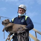 Fiumicino, cucciolo di pitbull rischia di affogare in mare: salvato dalla Protezione civile