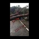 Milano Marittima, gli alberi colpiti dalla tempesta si abbattono su auto e bus Video