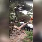 Grandinata a Milano Marittima, danni in zona pineta: alberi divelti e auto distrutte