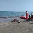 Venezia, brutta sorpresa in spiaggia: un delfino morto portato dalla corrente