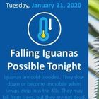 Florida, piovono iguane congelate dagli alberi: autorità preoccupate per il freddo record