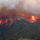 Incendi in Australia, i numeri choc: «Morti 480 milioni di animali». In fiamme un'area più grande del Belgio