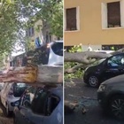 Albero crolla su auto in sosta a Roma, due feriti portati in ospedale. L'incidente sul Lungotevere