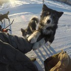 Siberia, Lorenzo Barone tra volpi golose di cioccolata e cani che lo inseguono: «Ma non volevano mangiarmi»