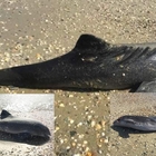 Ucraina, strage di delfini nelle acque del Mar Nero