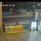 Leone entra in hotel saltando oltre il cancello: il video diventa virale