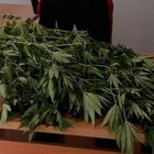 Giovane coltiva piante di marijuana in serra